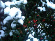 Snow_on_holly_web.jpg